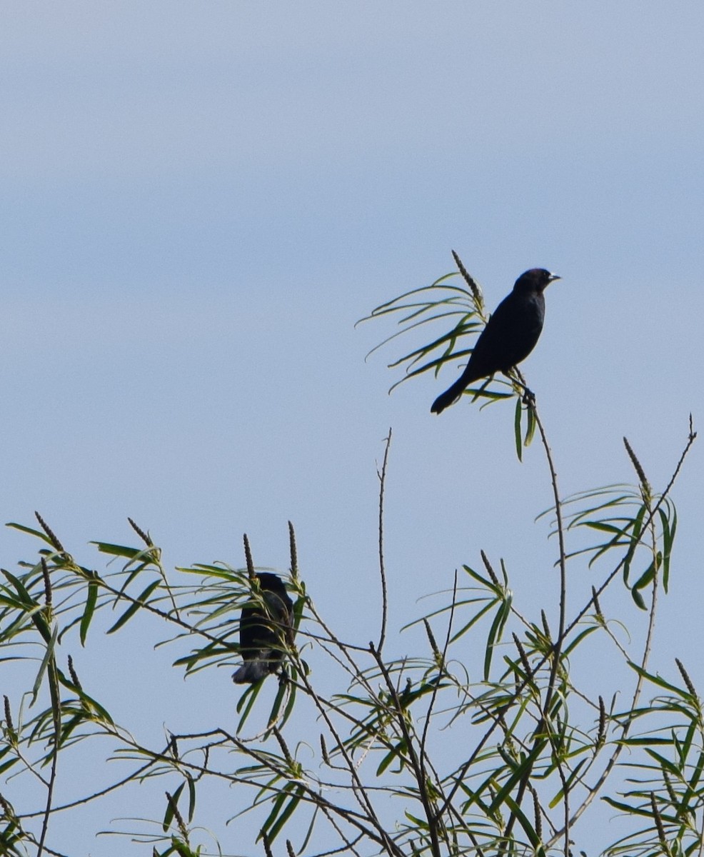 White-lined Tanager - ML644659824