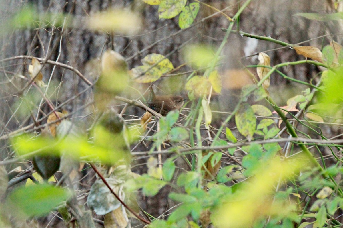 フユミソサザイ - ML644659827