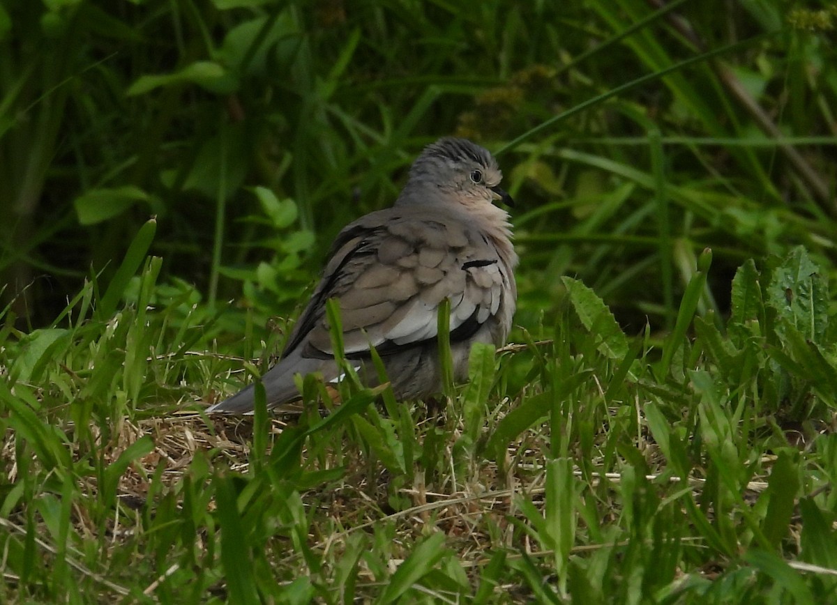 Picui Ground Dove - ML644659833