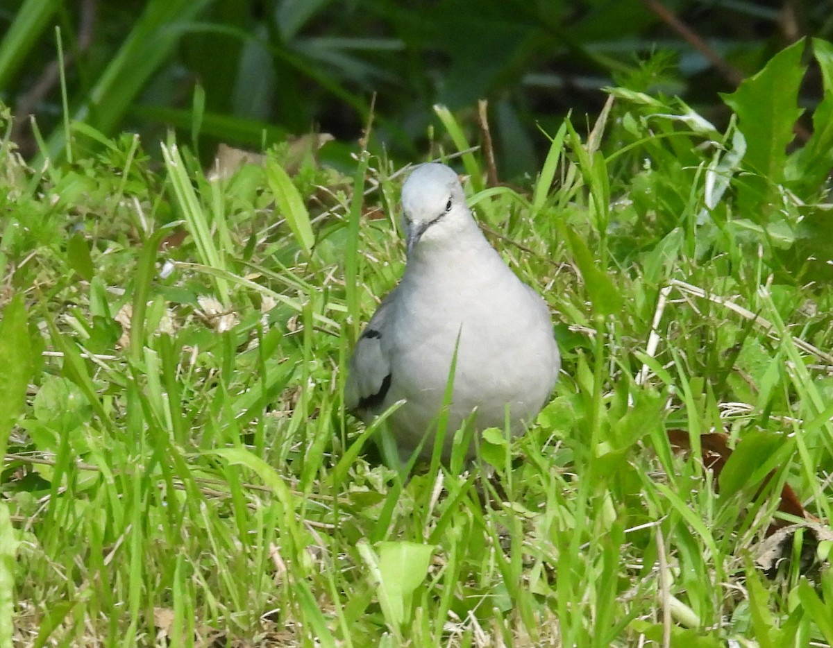 Picui Ground Dove - ML644659834
