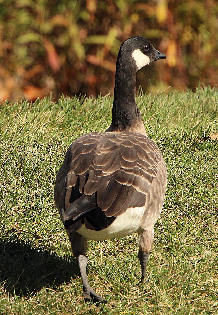 Cackling Goose (Richardson's) - ML644659838