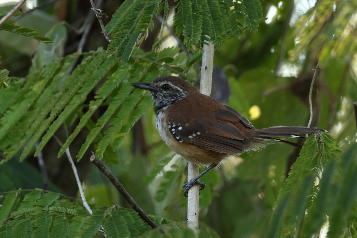 ムナグロアリサザイ - ML644659841