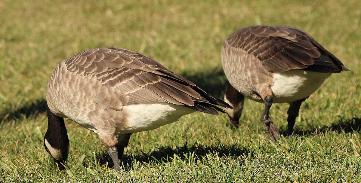 Cackling Goose (Richardson's) - ML644659847
