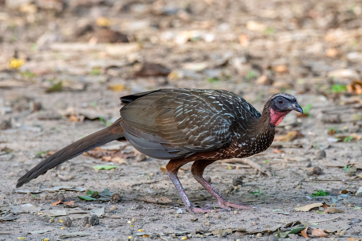 Chestnut-bellied Guan - ML644659853