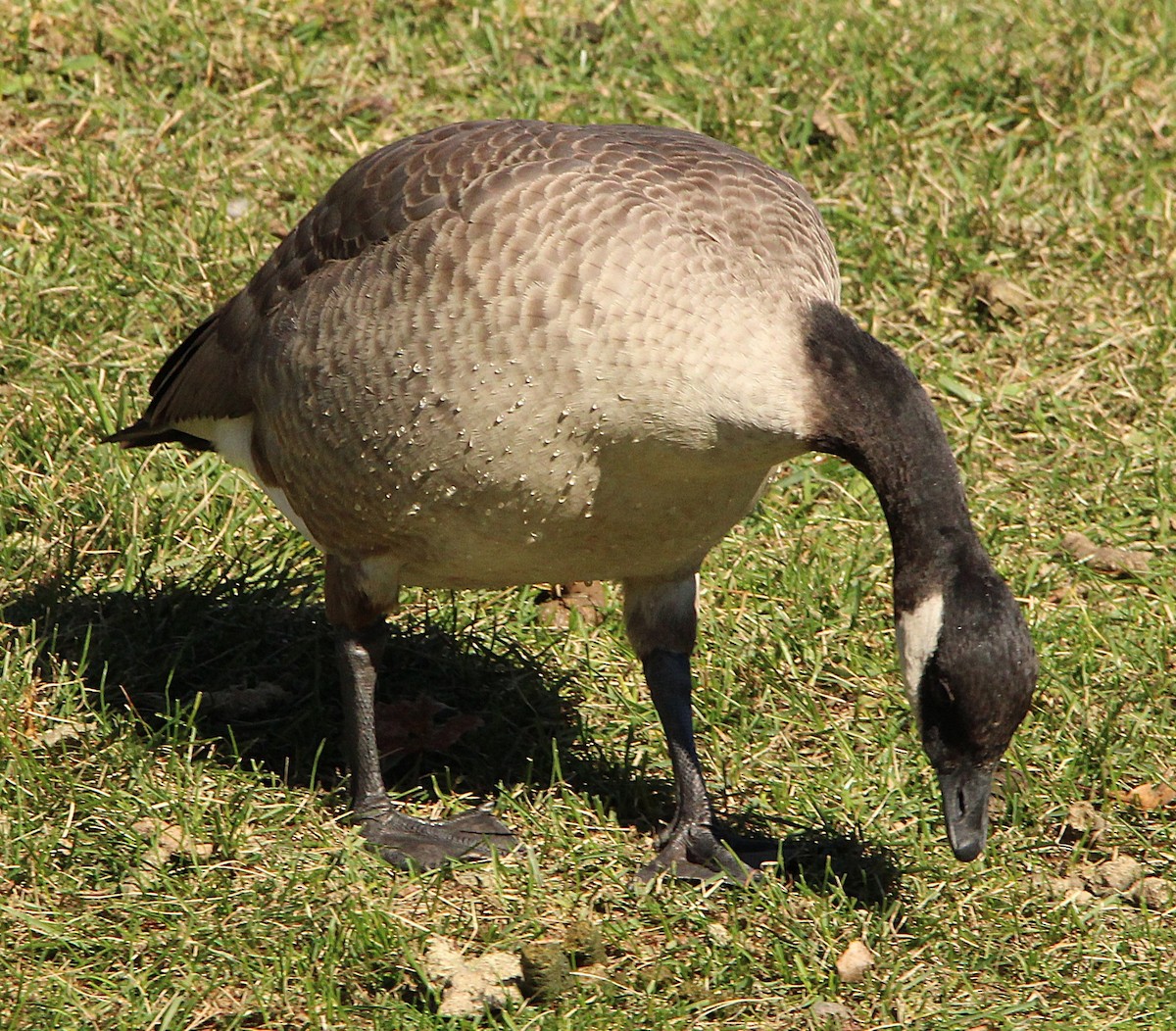 Cackling Goose (Richardson's) - ML644659855