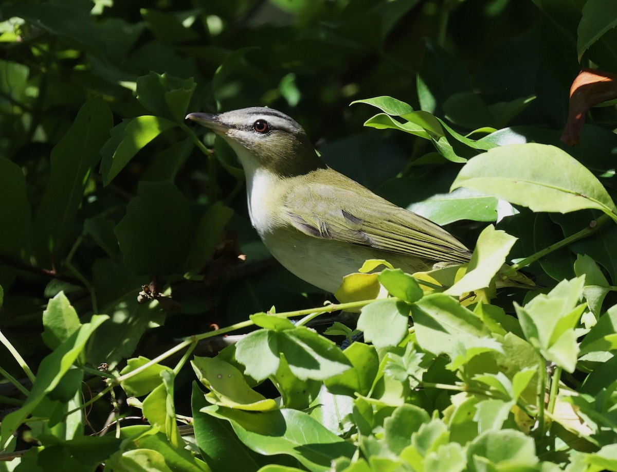 Red-eyed Vireo - ML644659856