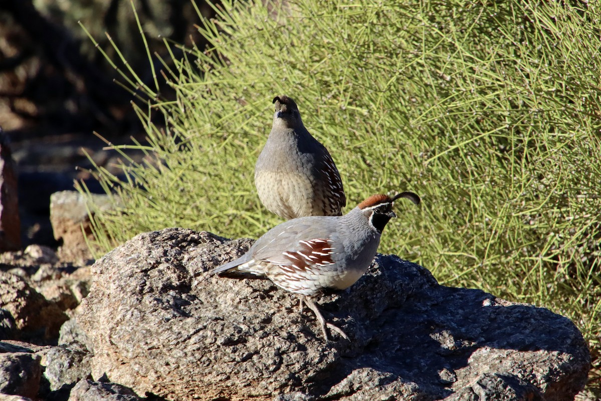Gambel's Quail - ML644659858
