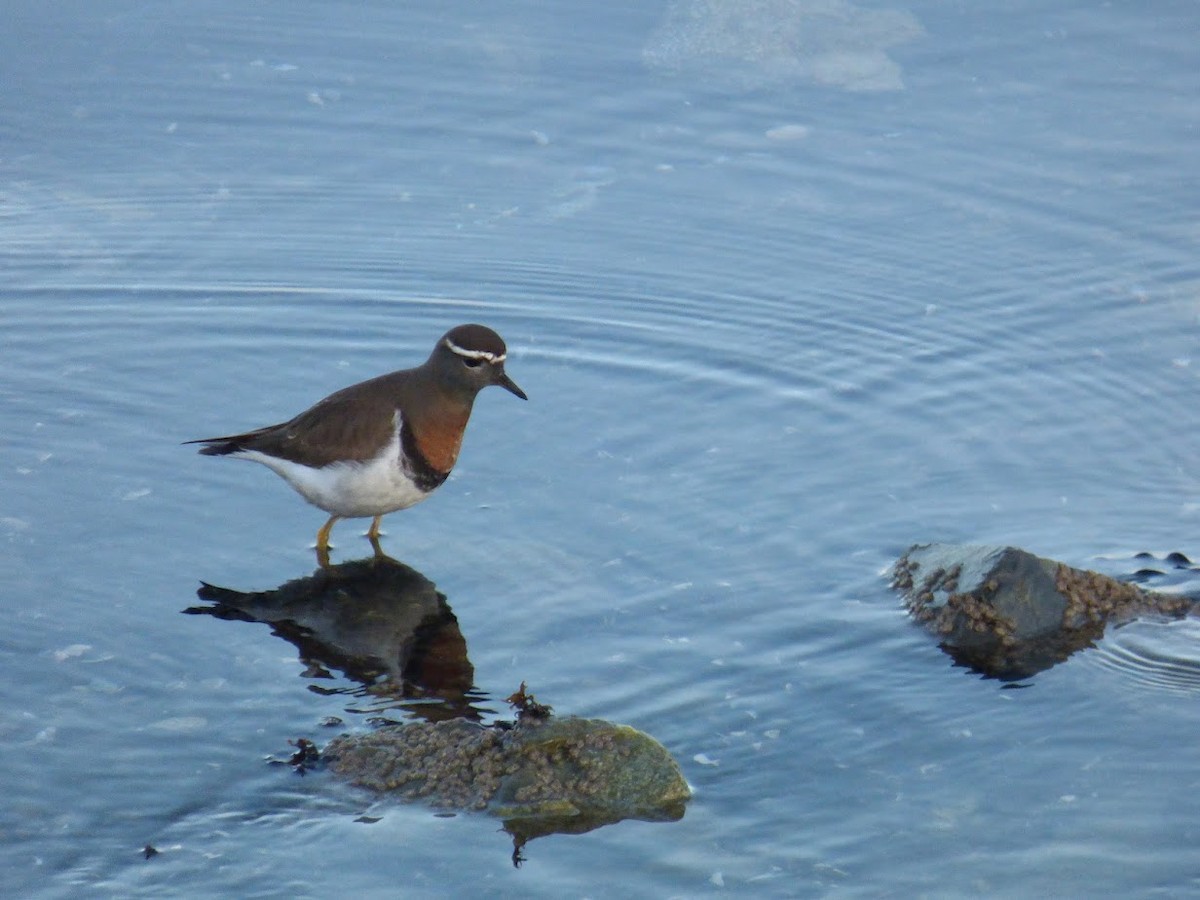 Rufous-chested Dotterel - ML644659861