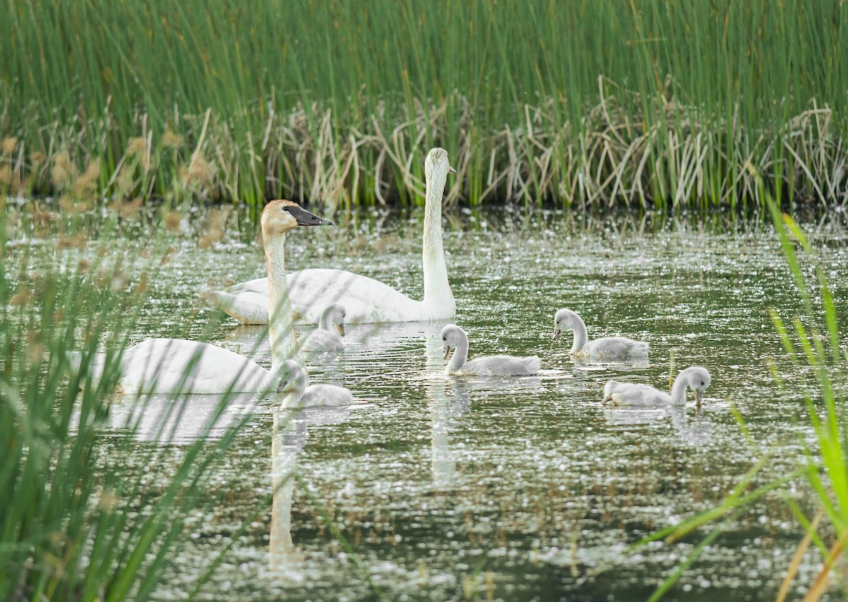 Trumpeter Swan - ML644659862