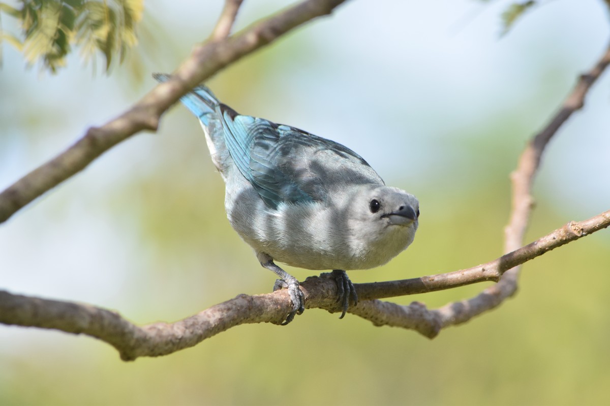 Sayaca Tanager - ML644659863