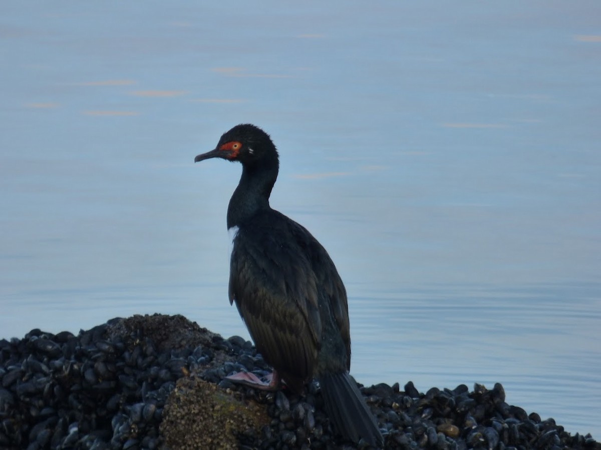 Magellanic Cormorant - ML644659865