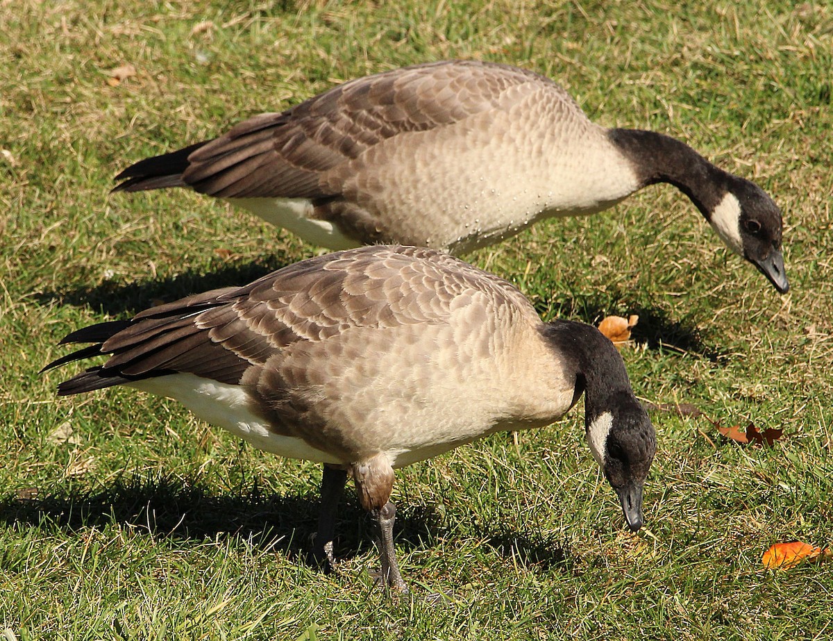 Cackling Goose (Richardson's) - ML644659866