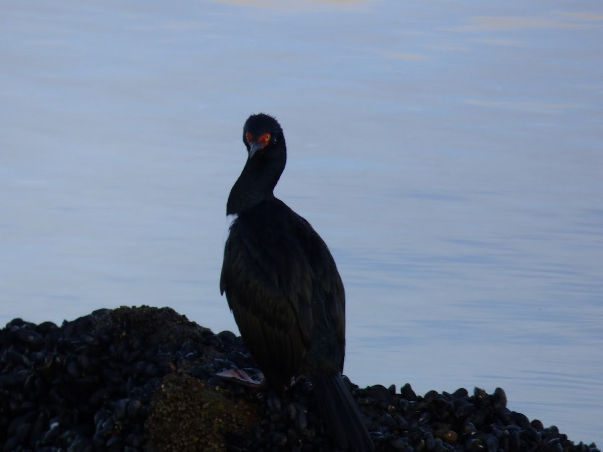 Magellanic Cormorant - ML644659873