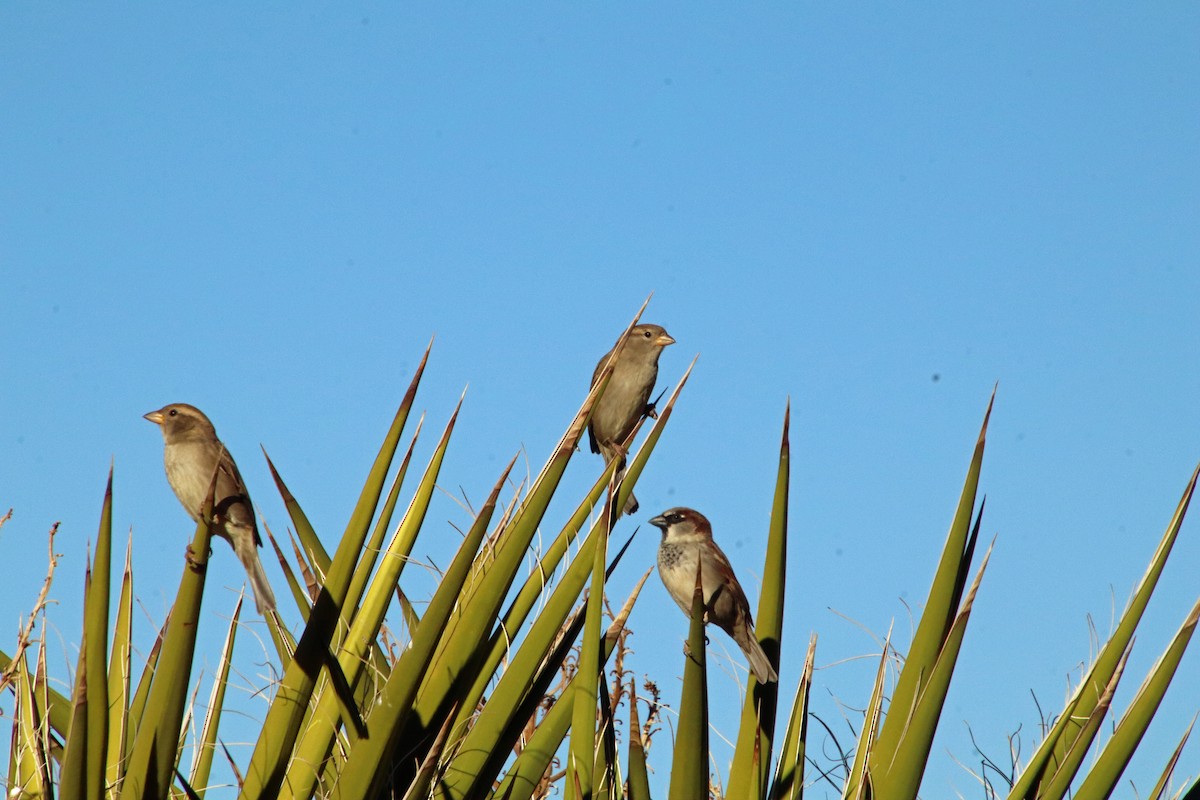 House Sparrow - ML644659874