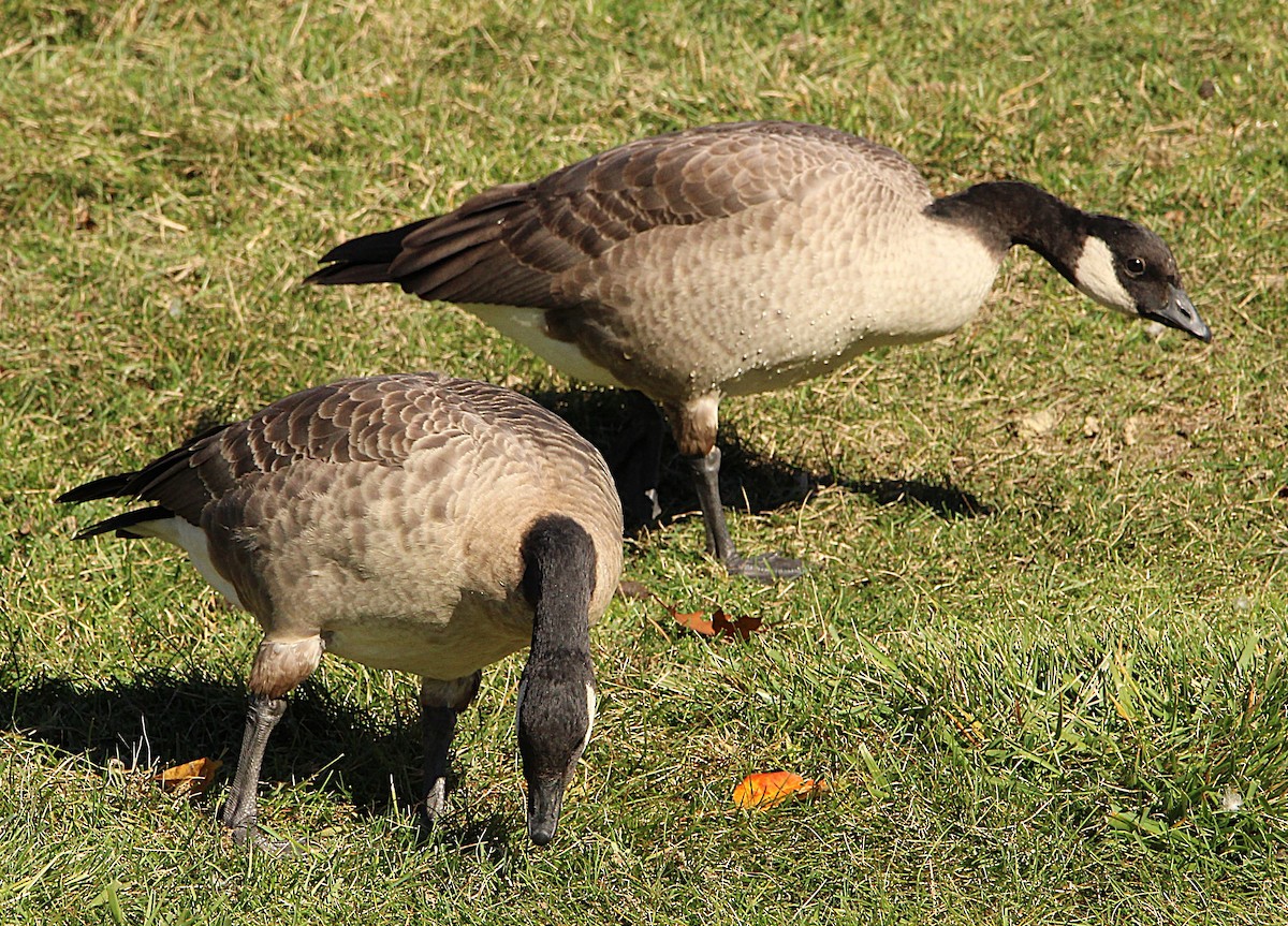 Cackling Goose (Richardson's) - ML644659875