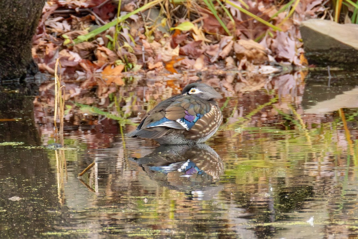 Каролінка - ML644659877