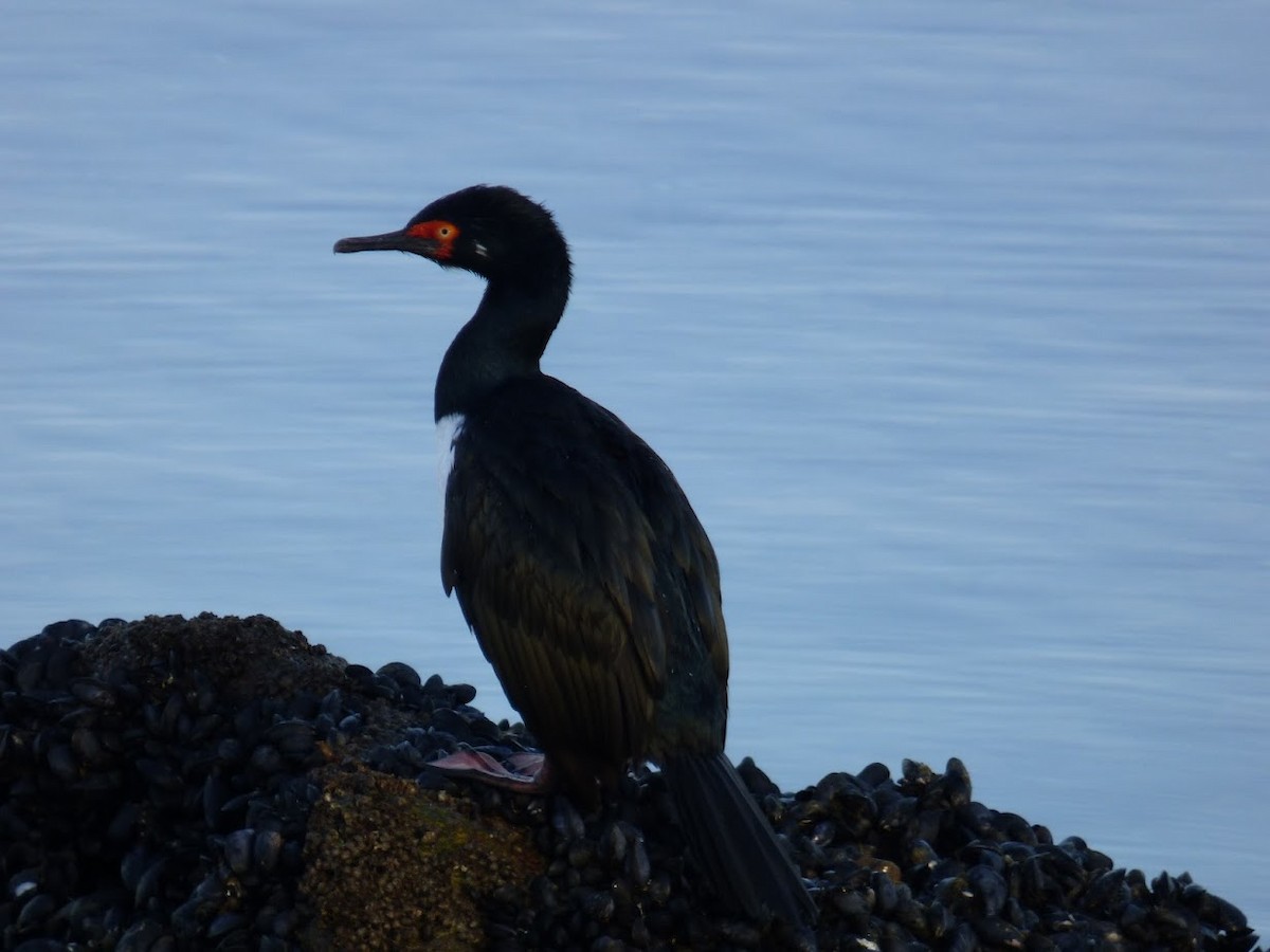 Magellanic Cormorant - ML644659878