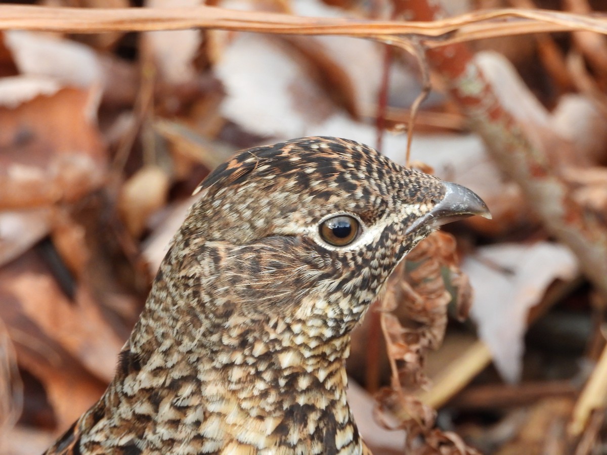 kragejerpe - ML644659880