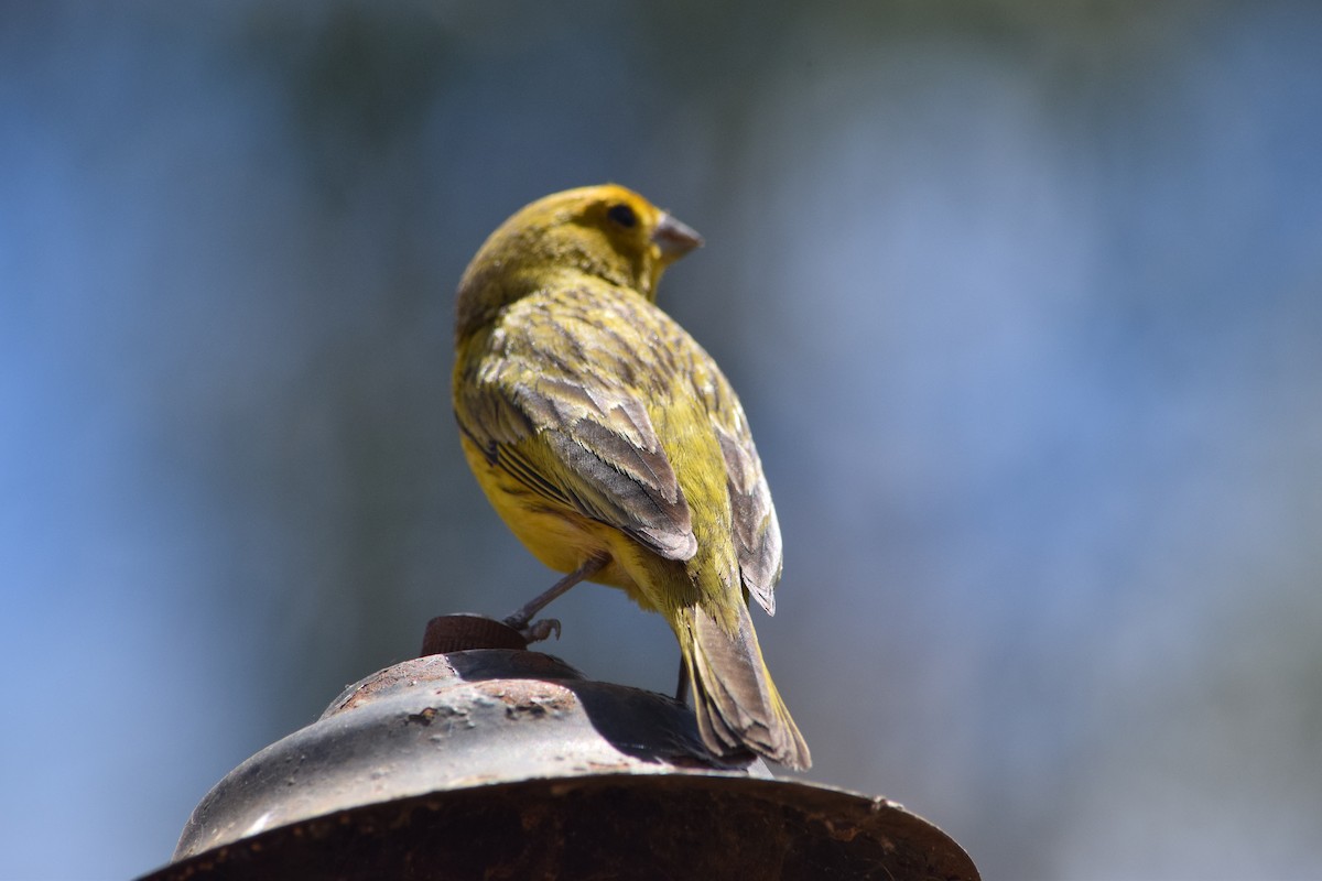 Saffron Finch - ML644659881