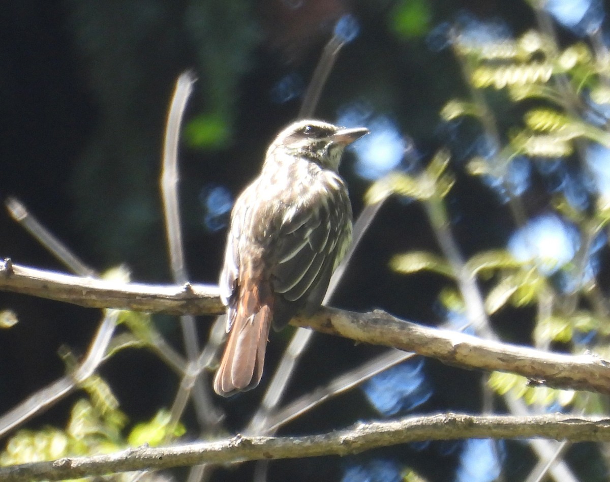 Streaked Flycatcher - ML644659882