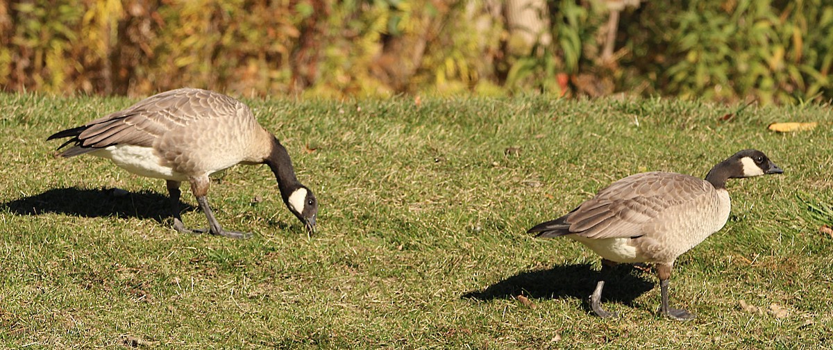 Cackling Goose (Richardson's) - ML644659894