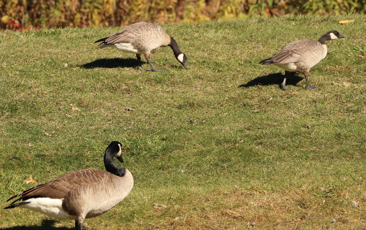 Cackling Goose (Richardson's) - ML644659898