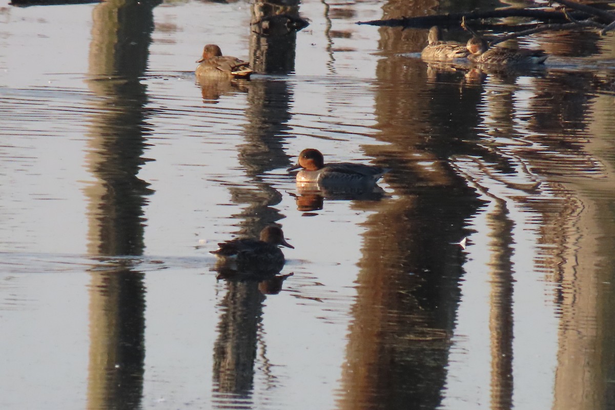 krikkand - ML644659900