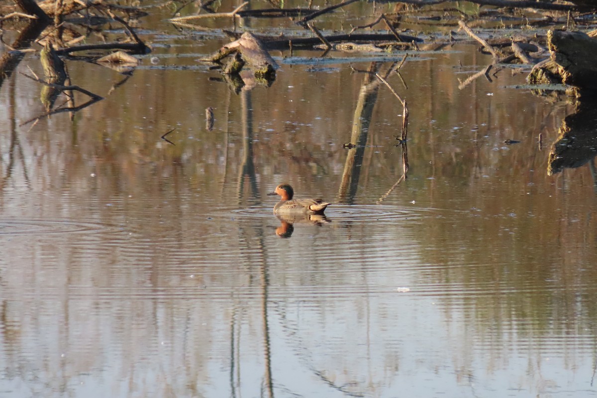 krikkand - ML644659901