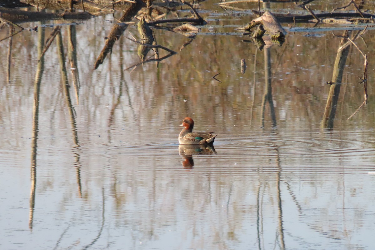 krikkand - ML644659902