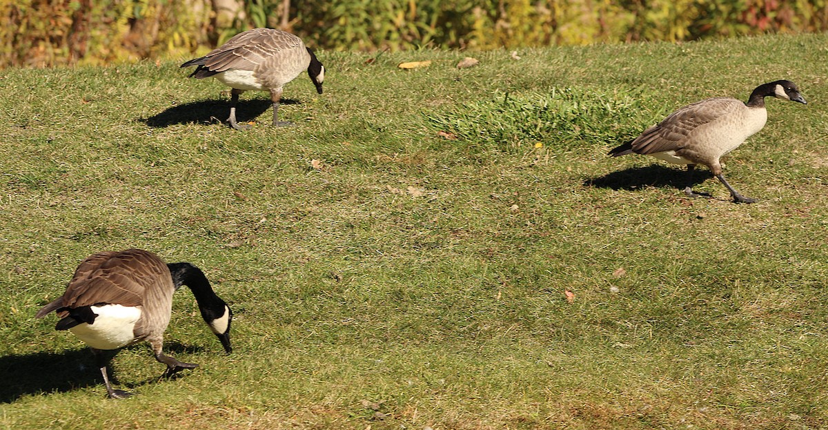Cackling Goose (Richardson's) - ML644659904