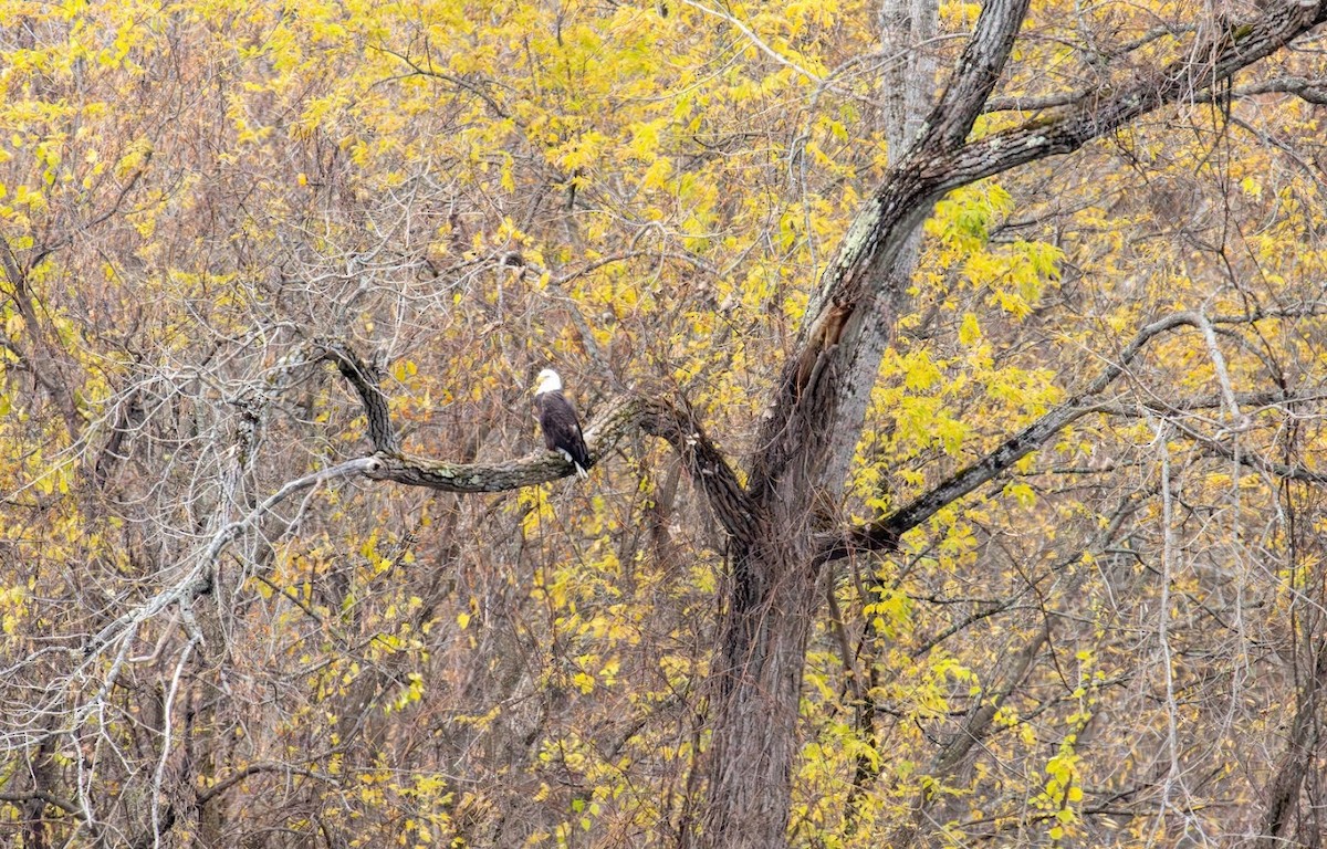 Орлан білоголовий - ML644659916