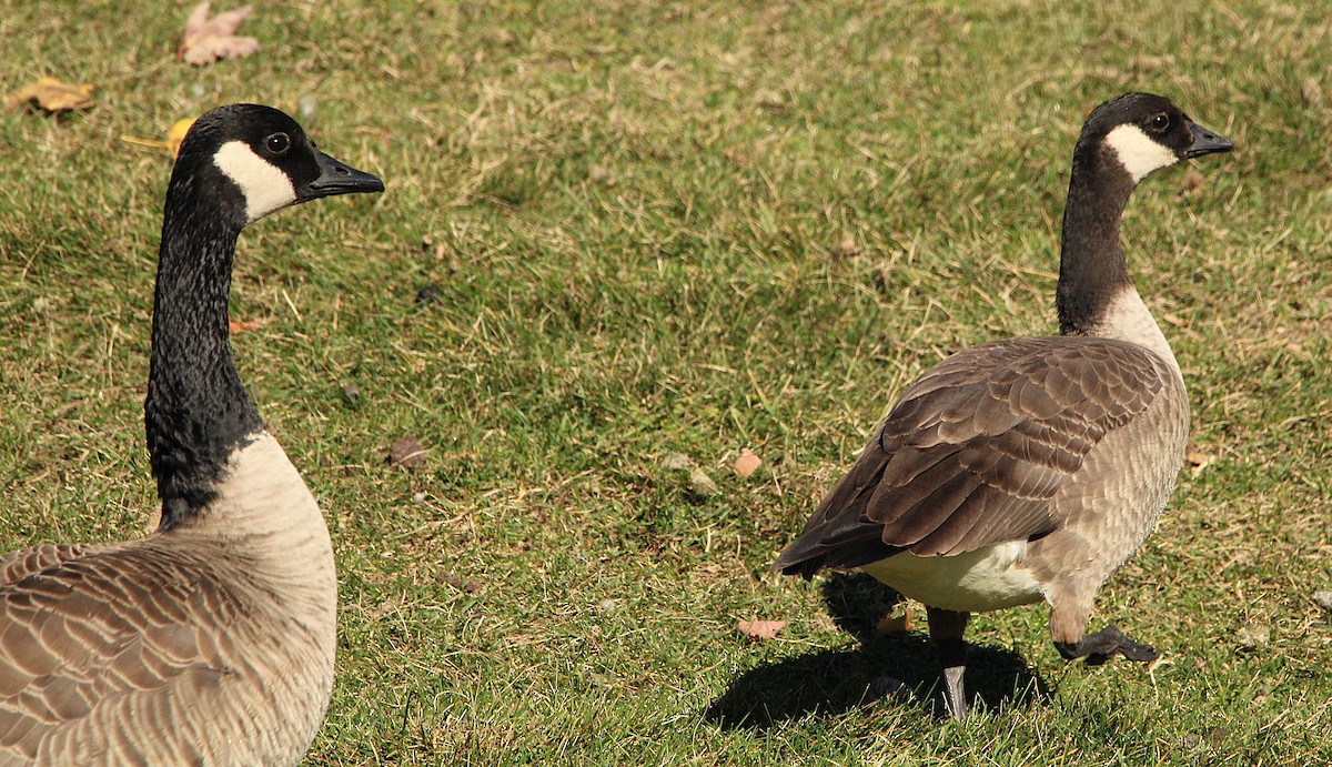 Cackling Goose (Richardson's) - ML644659917