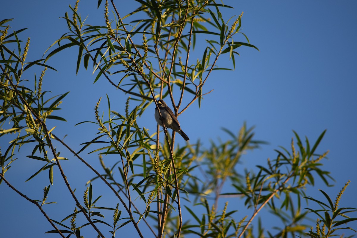 Double-collared Seedeater - ML644659920