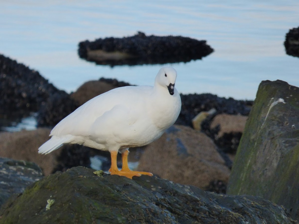 Kelp Goose - ML644659921