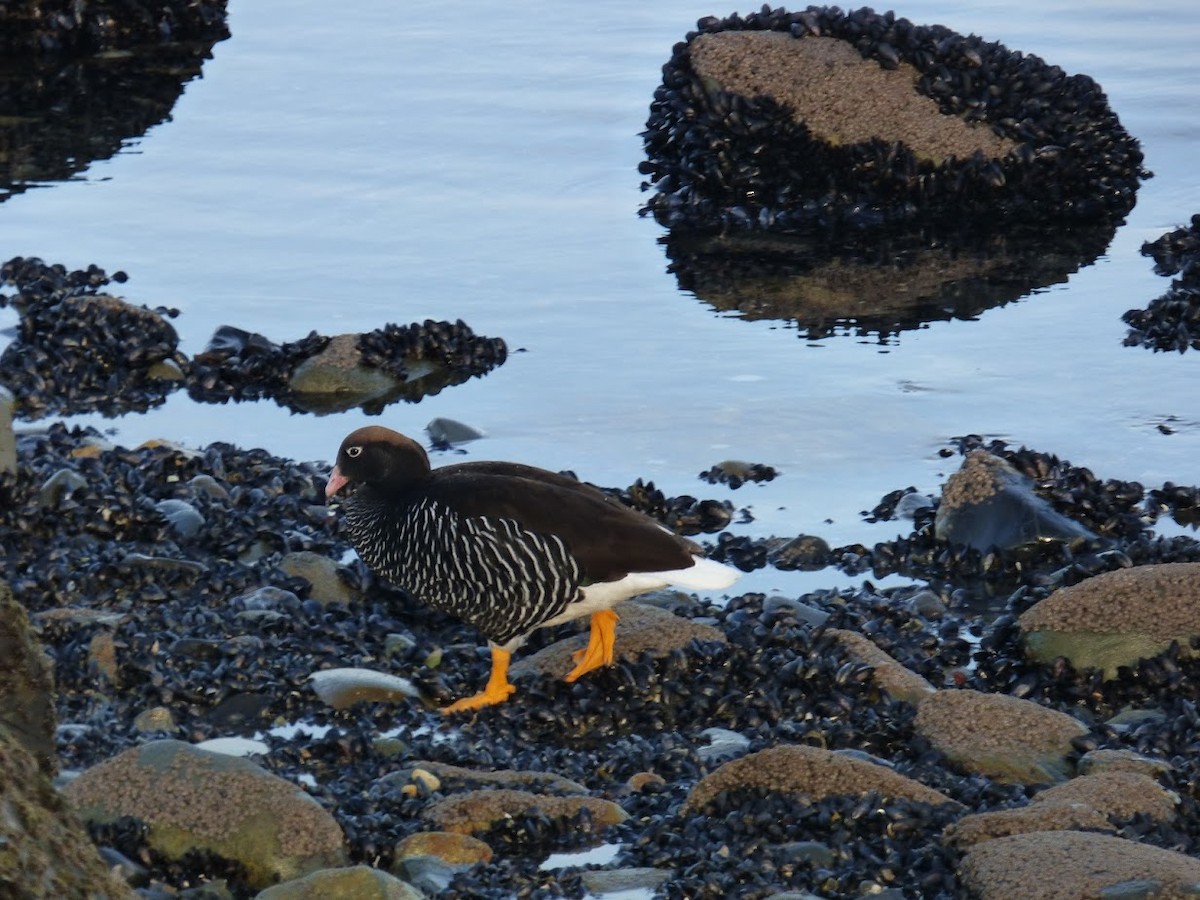Kelp Goose - ML644659922