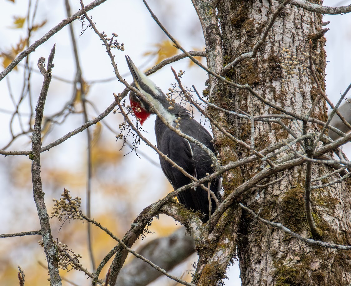 Жовна північна - ML644659924