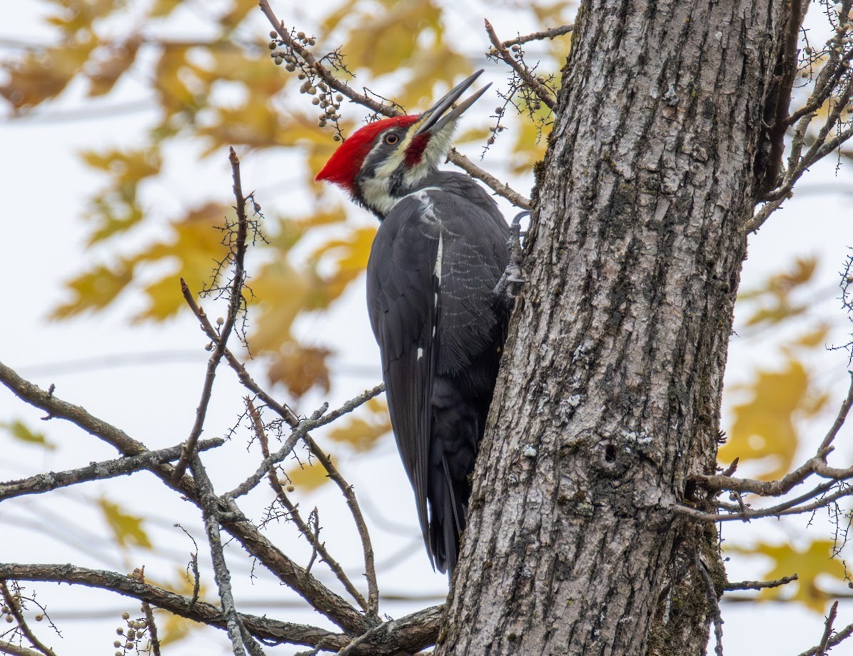 Жовна північна - ML644659925