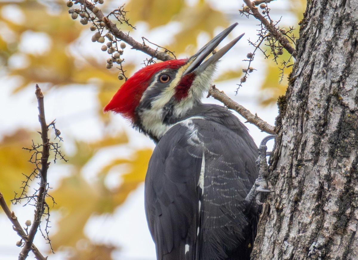 Жовна північна - ML644659926