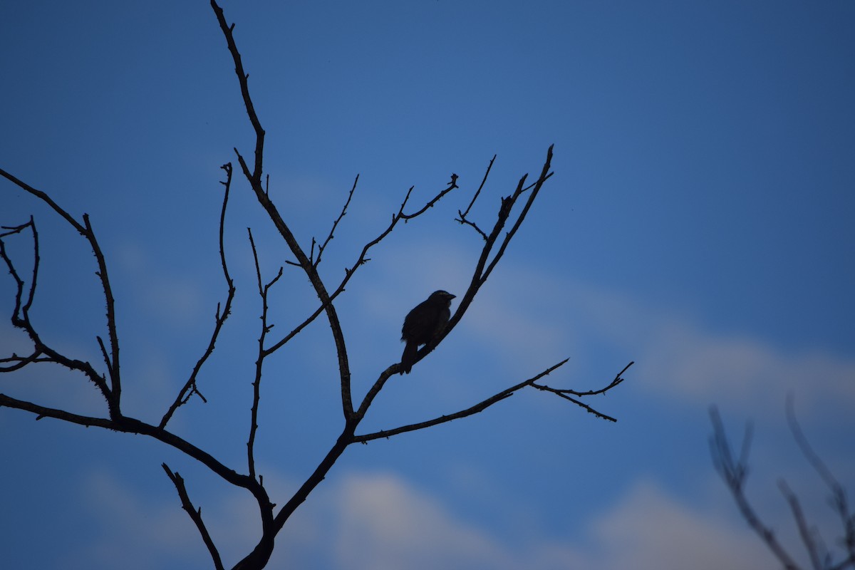 Bluish-gray Saltator - ML644659931