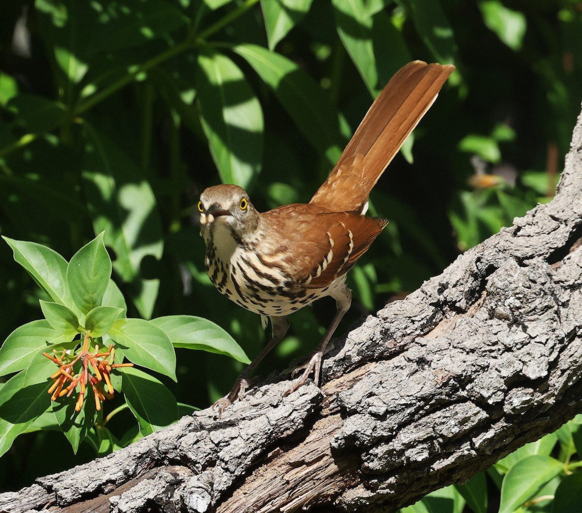 דשוש חום - ML644659933