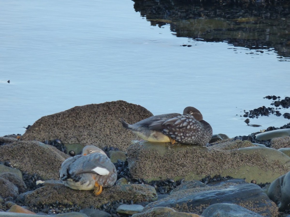Flying Steamer-Duck - ML644659935