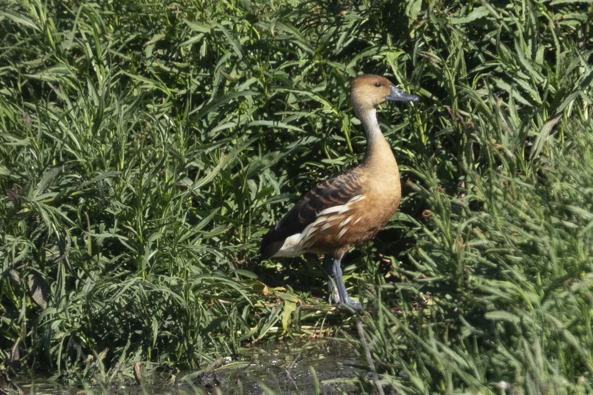 Fulvous Whistling-Duck - ML644659943