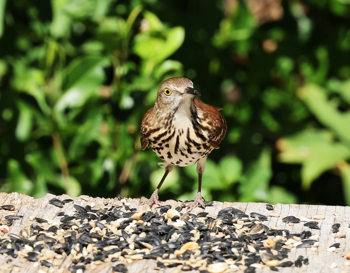 דשוש חום - ML644659944