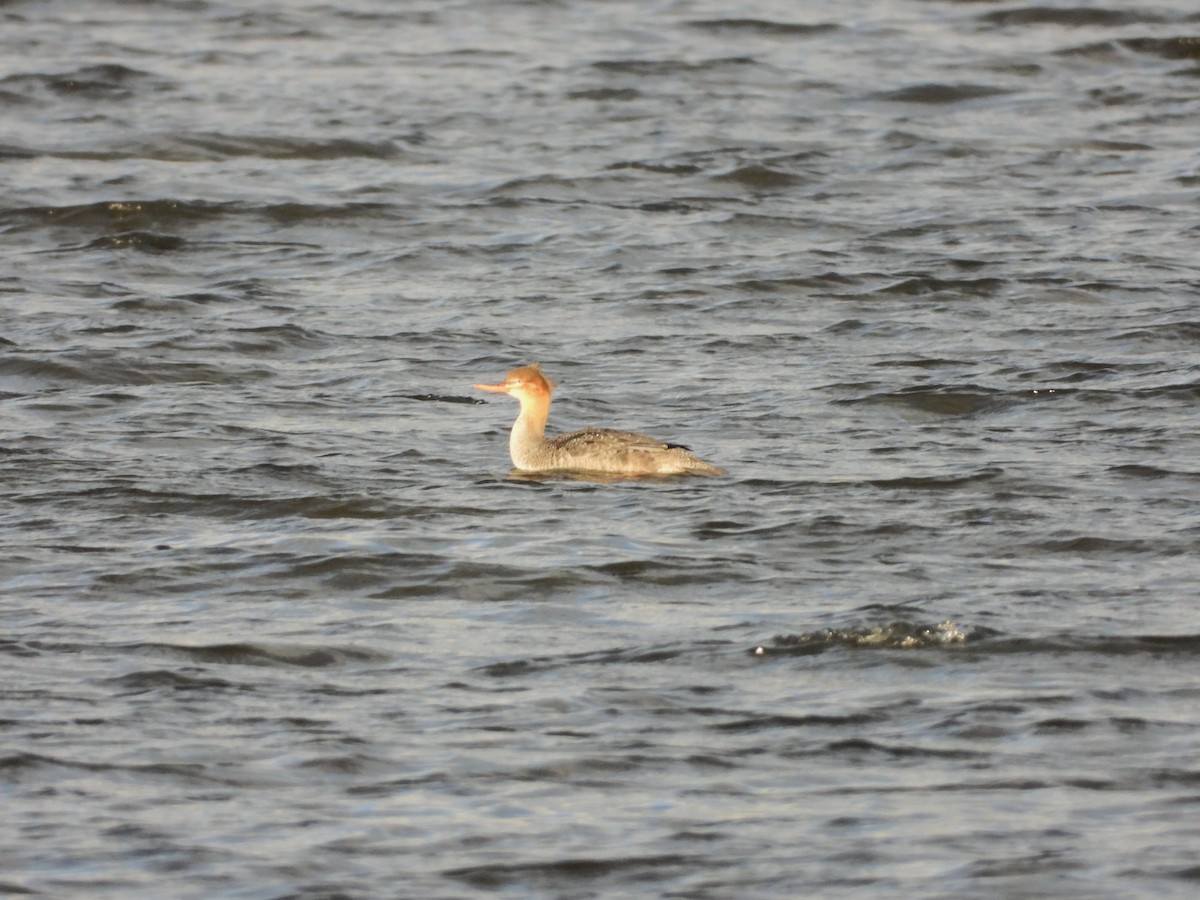 Red-breasted Merganser - ML644659945