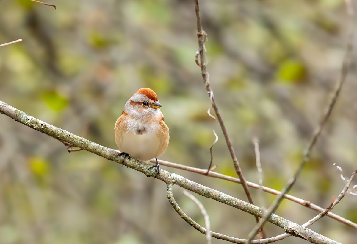 Пасовник північний - ML644659946