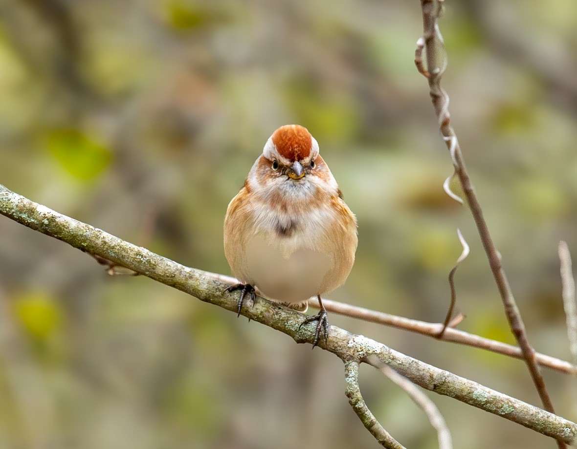 Пасовник північний - ML644659947
