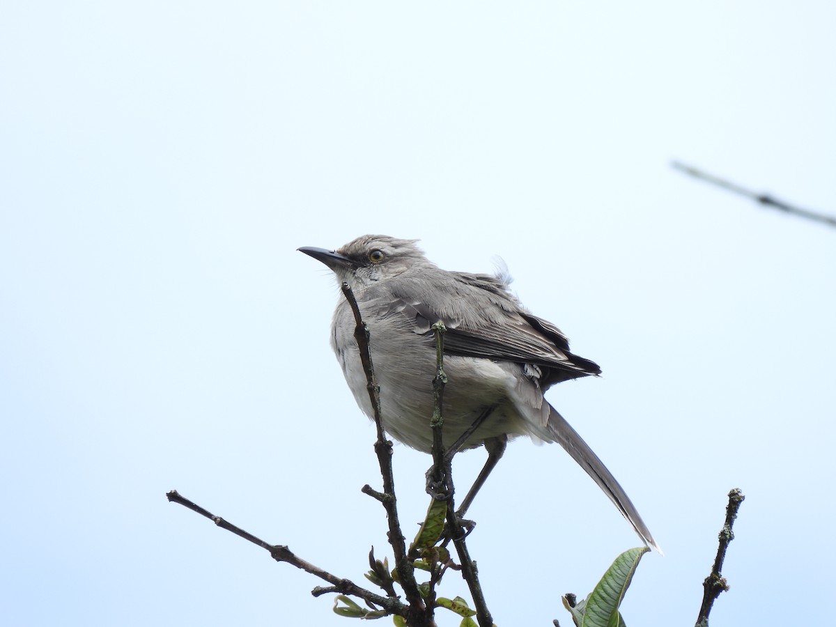 Tropikal Taklitçi - ML644659948