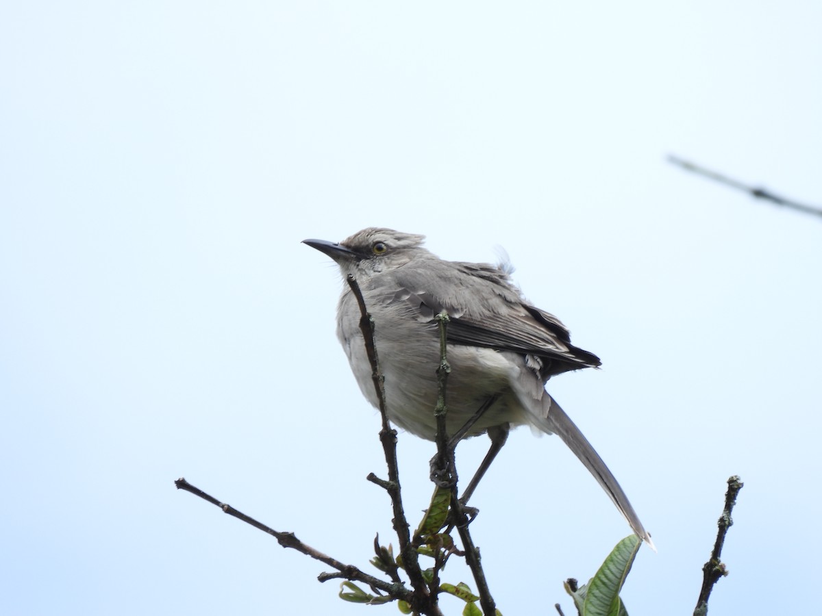 Tropikal Taklitçi - ML644659951