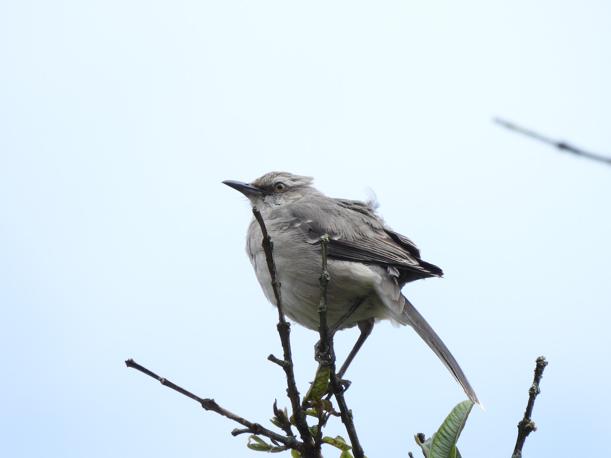 Tropikal Taklitçi - ML644659952