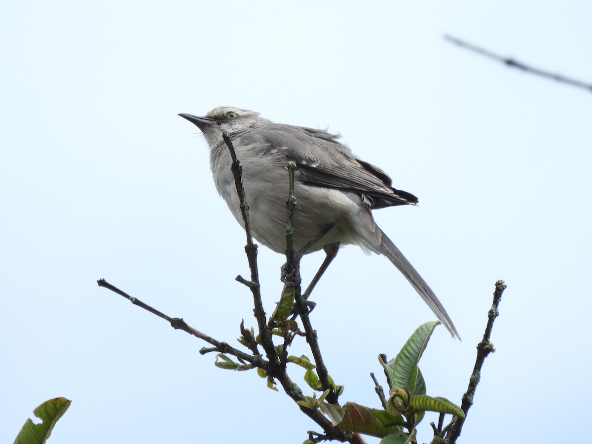 Tropikal Taklitçi - ML644659953